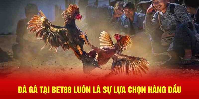 Đá gà tại BET88 luôn là sự lựa chọn hàng đầu 