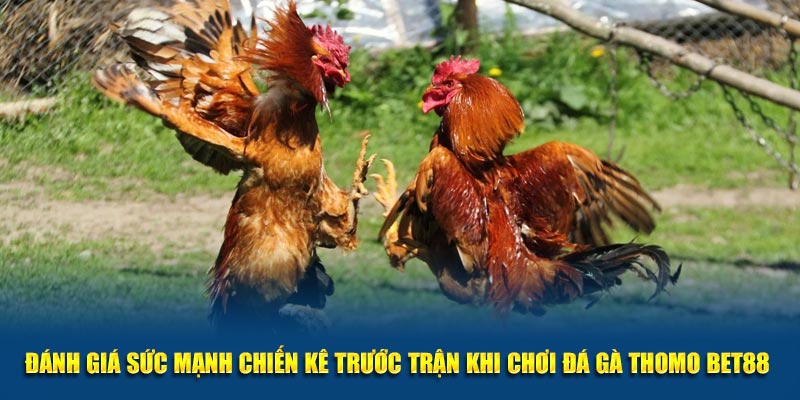 Đánh giá sức mạnh chiến kê trước trận khi chơi đá gà thomo Bet88 